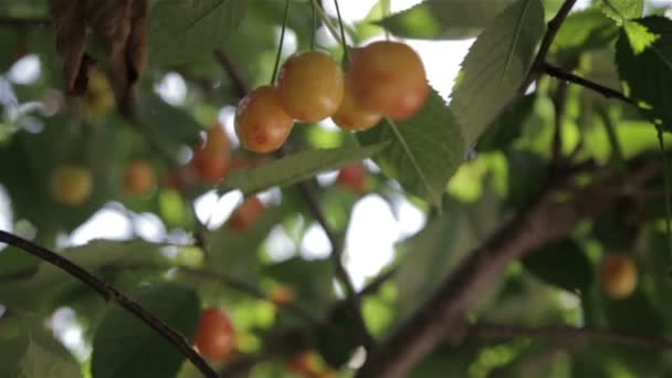 Bayas rojas en el árbol — Vídeo de stock