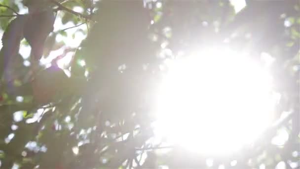 The glare of the sun in the leaves — Stock Video