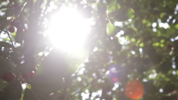 Bländning av solen i bladen — Stockvideo