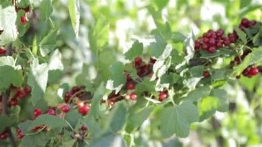 Bush ile kırmızı meyveler