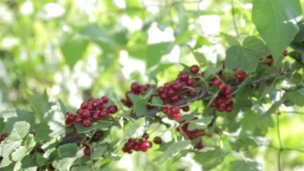 Куст с красными ягодами — стоковое видео