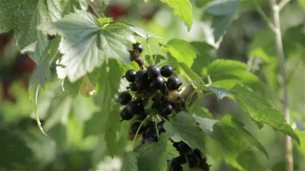 Reife schwarze Beeren — Stockvideo