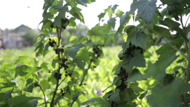 Ripe black berries — Stock Video