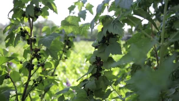 Érett fekete bogyós gyümölcsök — Stock videók
