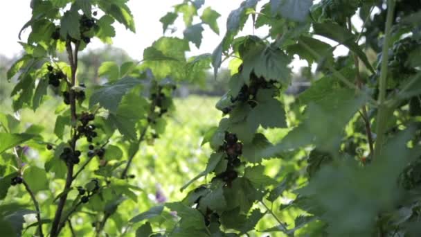 Rijpe zwarte bessen — Stockvideo