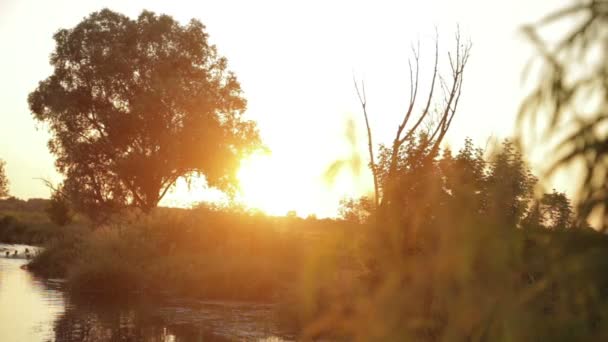 Sommersolnedgang på landet i naturen – stockvideo