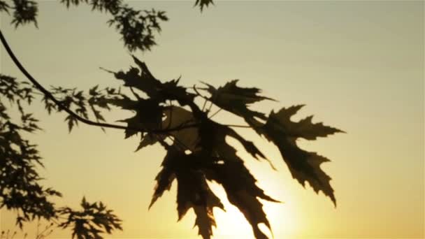 Soluppgång på natur — Stockvideo