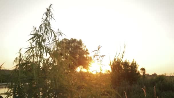 Puesta de sol de verano en el país en la naturaleza — Vídeos de Stock