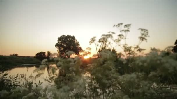 Tramonto estivo in campagna sulla natura — Video Stock