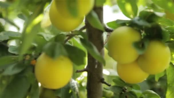 Великі жовті сливи в саду — стокове відео