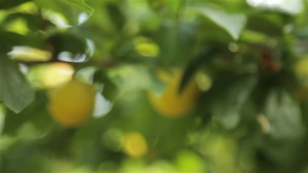 Grote gele pruimen in de tuin — Stockvideo