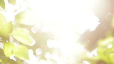 Bahçede büyük sarı Erik