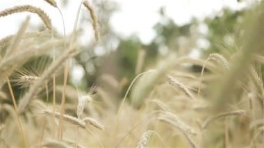 Spikelets arka plan bulanık bir alanda buğday