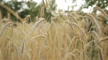 Spikelets arka plan bulanık bir alanda buğday