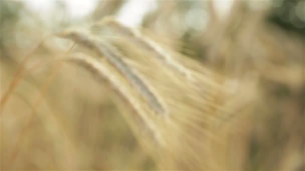 Espiguillas de trigo en un campo sobre un fondo borroso — Vídeo de stock