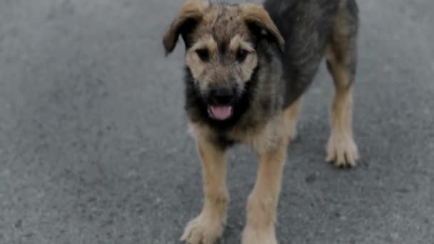 Anjing muda tunawisma di jalan — Stok Video