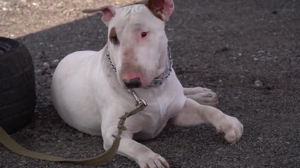 White bull terrier lies on the ground — Stockvideo