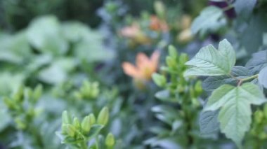 Yeşil bush bir yaz gününde