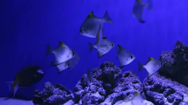 Undervattensvärlden. Korallfiskar från Röda havet. Egypten — Stockvideo