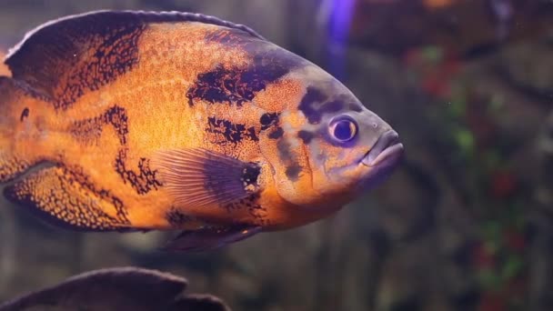 Underwater world. Coral fishes of Red sea. Egypt — Stock Video