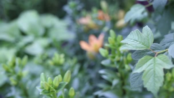 Groene bush op een zomerdag — Stockvideo