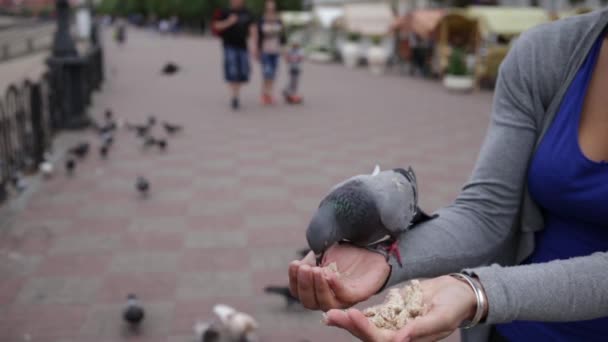 Girl feeding pigeons in the open air — Stock Video
