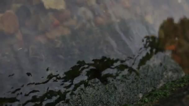 Mousse de mer verte sous l'eau 