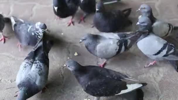 Pigeons waiting for feed at street. — Stock Video