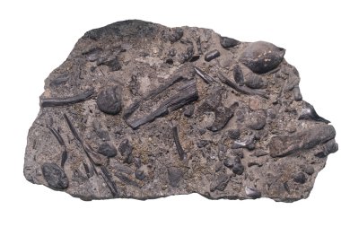 Fosil kırpma işareti bulunan beyaz arka plan üzerinde