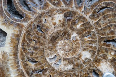 Fosil kırpma işareti bulunan beyaz arka plan üzerinde