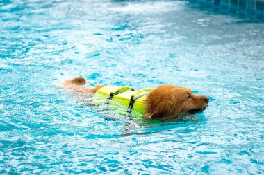Corgi dog puppy play at the swimming pool