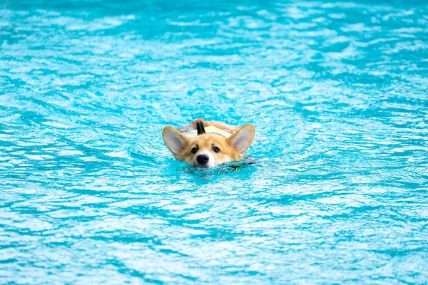 Corgi Dog Puppy Play Swimming Pool ロイヤリティフリーのストック写真