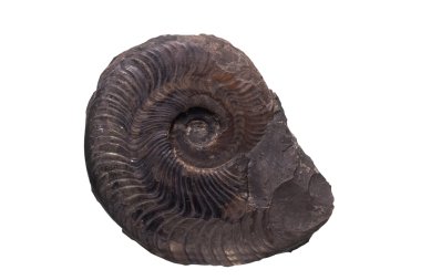 Fosil Ammonit izole kırpma yolu ile arka plan