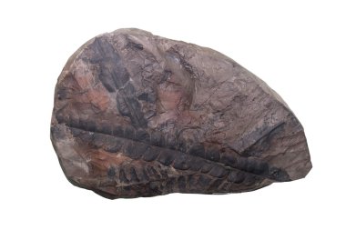 Fosil Ammonit izole kırpma yolu ile arka plan