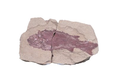 Fosil Ammonit izole kırpma yolu ile arka plan