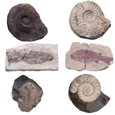 Fossil Ammonite isolate background with clipping path clipart