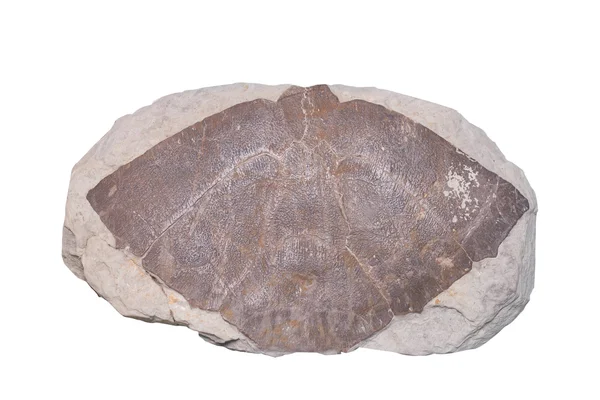 Fossile Ammonite isoler l'arrière-plan avec le chemin de coupe — Photo