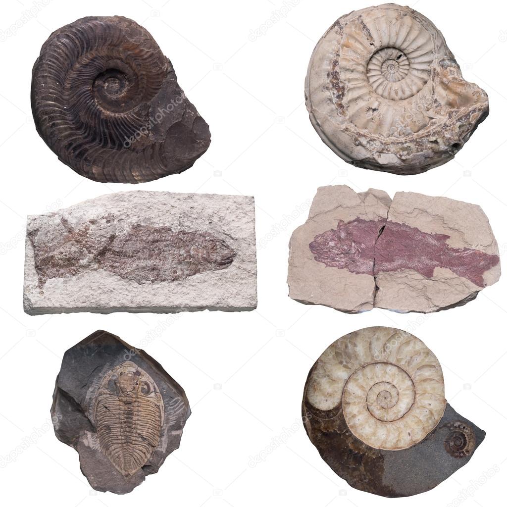 Fossil Ammonite isolate background with clipping path