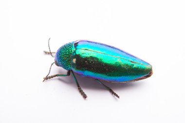 Böceği metalik ahşap takı beetle, Sterocera acquisignata