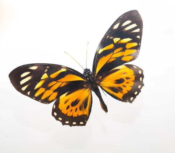 Papillon Isolé Sur Blanc — Photo