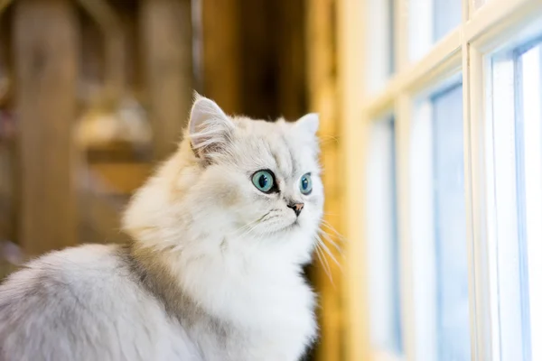 Персидский кот сидит в комнате — стоковое фото