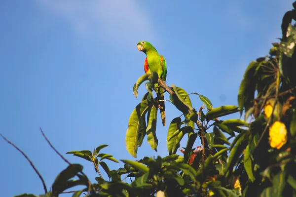 Gyönyörű zöld madár — Stock Fotó