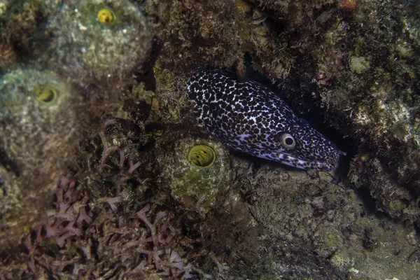 Enguia moray manchado — Fotografia de Stock