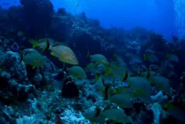 Skola av get fiskar med dykare — Stockvideo