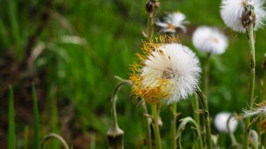 Çiçek kabarık üvey anne