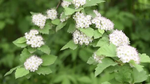 Hawthorn blooming. In the wind. Slow motion. — Stock Video