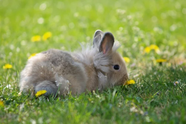 Cute little Easter bunny green garden — Stock Photo, Image