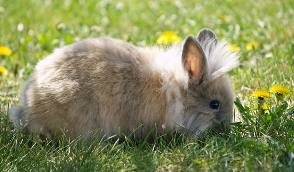 Cute little Easter bunny green garden — Stock Photo, Image