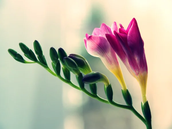 Freesia es una hermosa flor — Foto de Stock