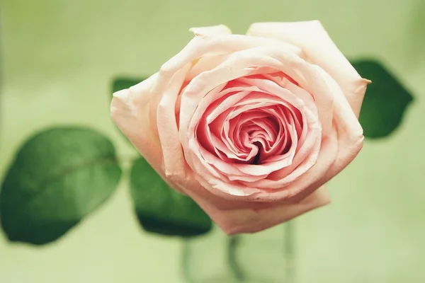 Nádherné orosené růžové růže — Stock fotografie